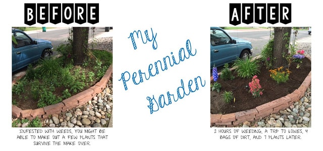 My Perennial Garden - Before & After